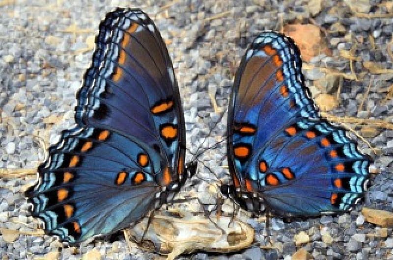 *** Butterflies ***, niebieskie, motyle, motyl, zwierzeta, HD wallpaper