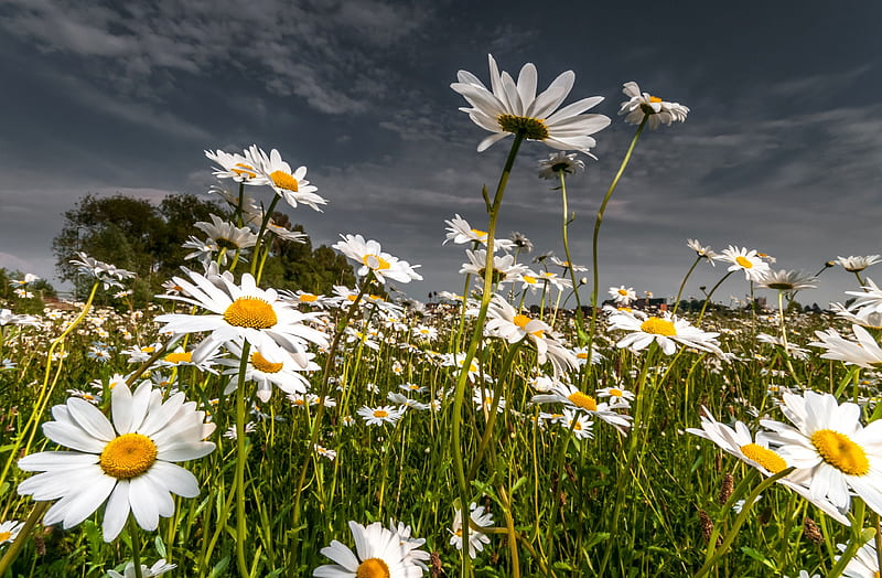 Daisies, blossoms, clouds, sky, field, landscape, HD wallpaper
