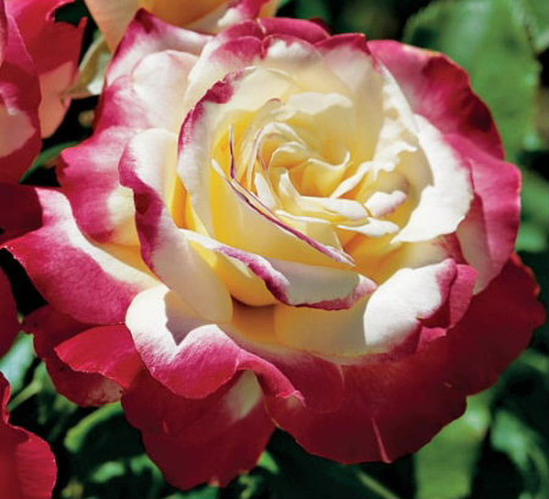 Double Delight Tea Rose, double, rose, flower, fabulous, red and yellow, sweet, HD wallpaper