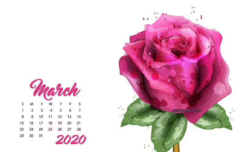 2020 March Calendar, pink grunge rose, 2020 spring calendars, March, 2020 concepts, roses, March 2020 Calendar, HD wallpaper