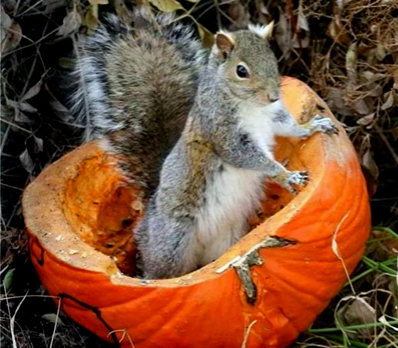 Pumpkins Meet Squirrels, Pumpkin, Orange, Seeds, Squirrels, HD wallpaper