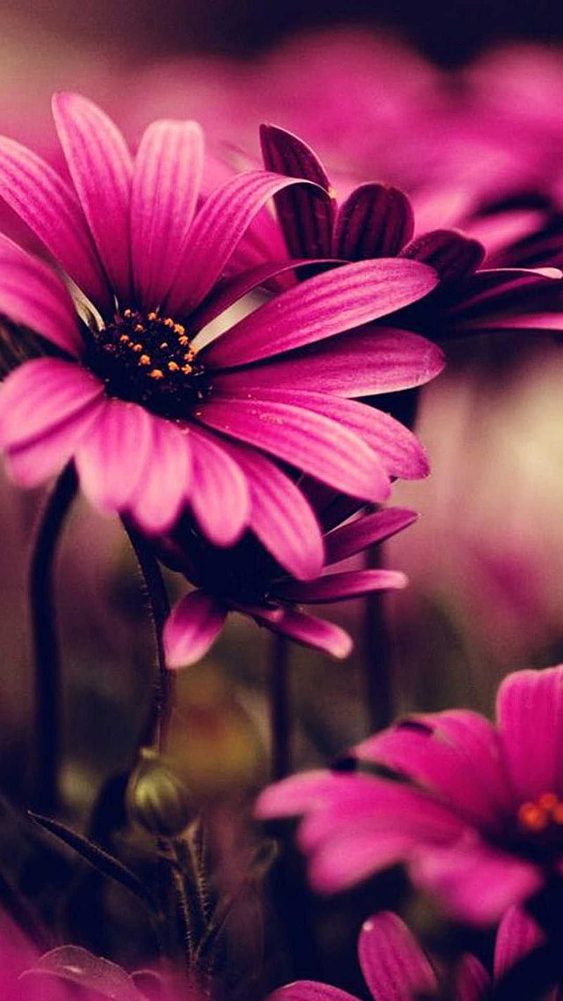 Flowers - Beautiful, nature, natural, HD phone wallpaper | Peakpx