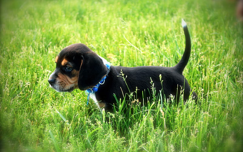 Beagle Dog, puppy, close-up, pets, dogs, lawn, cute animals, Beagle, HD wallpaper