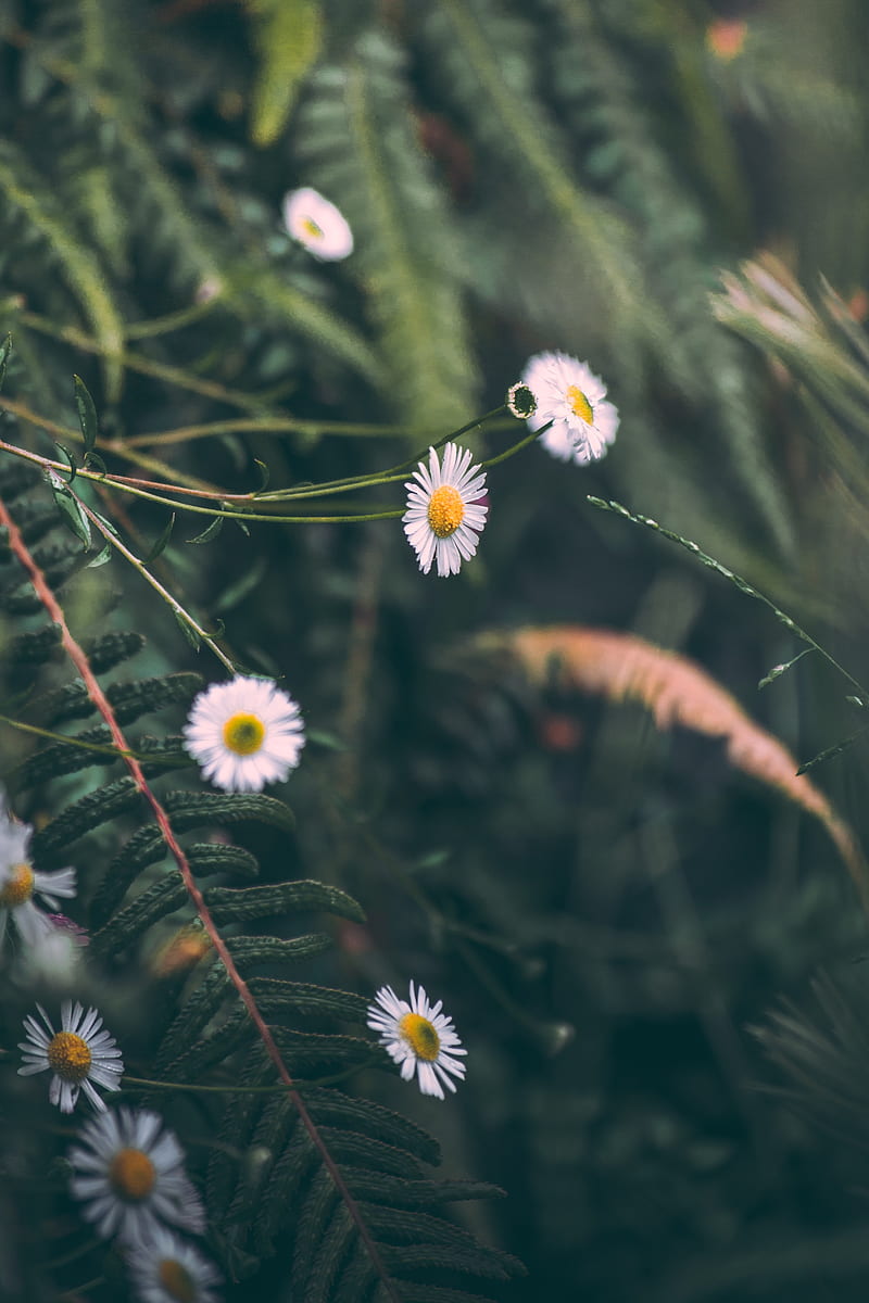 chamomile, flowers, white, macro, plant, HD phone wallpaper