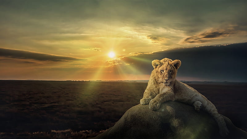 Cats, Lion, Cub, Stone, Sunset, Wildlife, HD wallpaper
