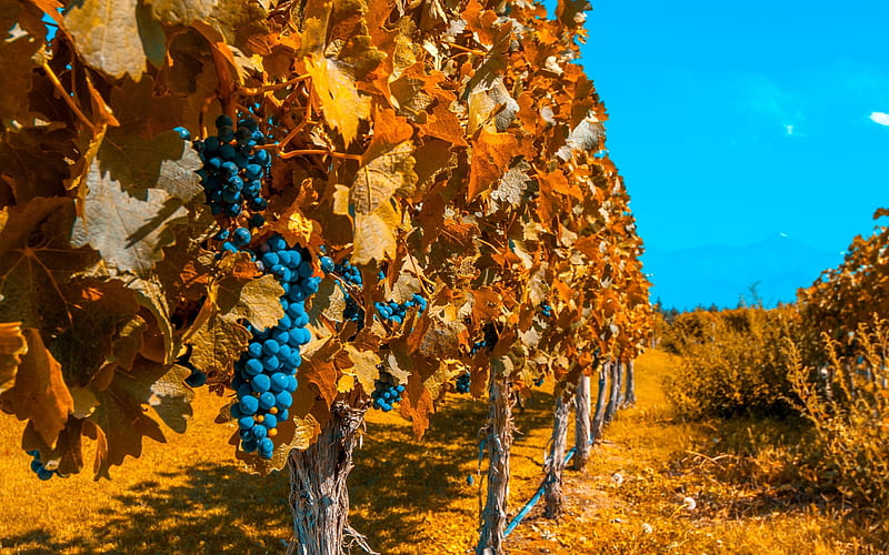 autumn, grapes, vineyard, fruit, Bunch of Grapes, HD wallpaper
