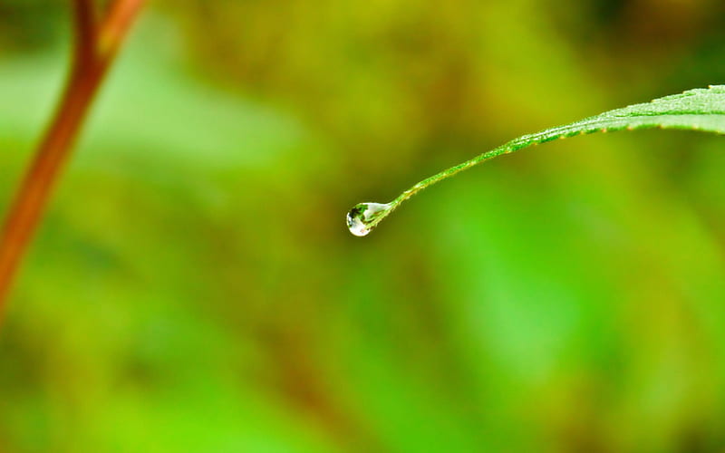 water drop-Plant macro graphy, HD wallpaper