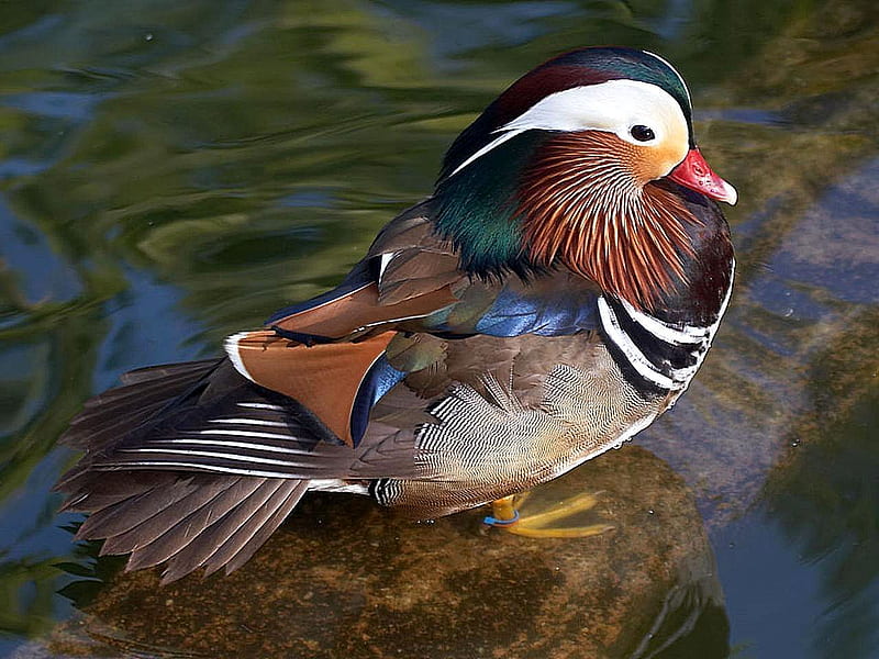 Mandarin-Duck, mandarin, duck, colors, bonito, HD wallpaper
