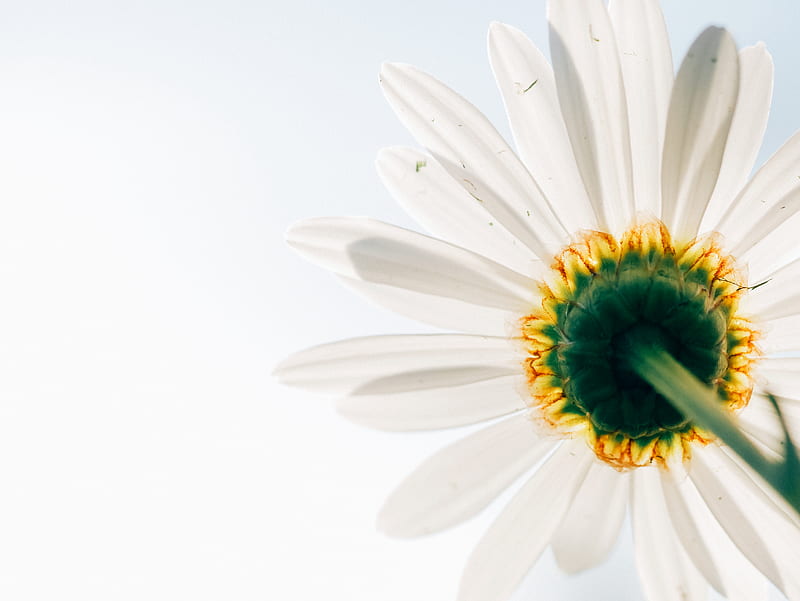low-angle of white daisy, HD wallpaper