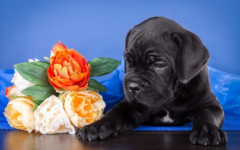 Puppy, caine, black, animal, peony, cute, flower, cane corso, dog, blue, HD wallpaper