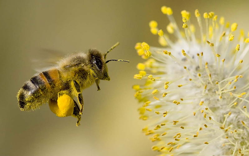 bee-collecting-pollen, bee, flowers, pollen, animals, other, HD wallpaper