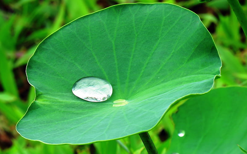 Green Lotus leaf Water drops 2020 Nature Plant, HD wallpaper