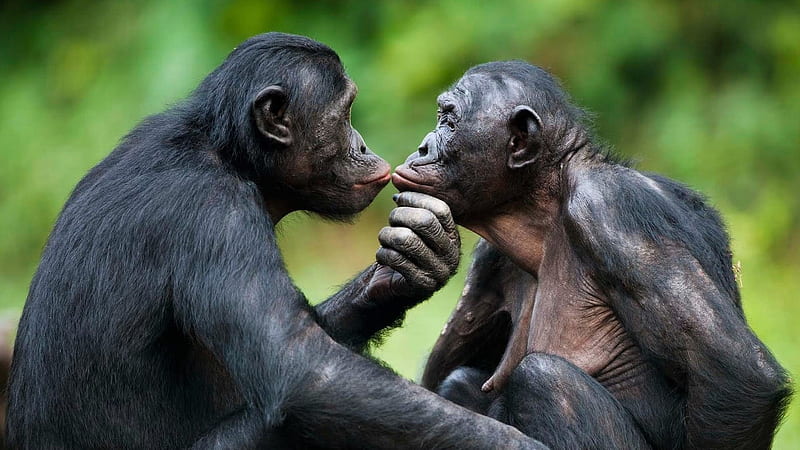 Bonobo-Apes, Bonobo, Apes, Monkey, animal, HD wallpaper