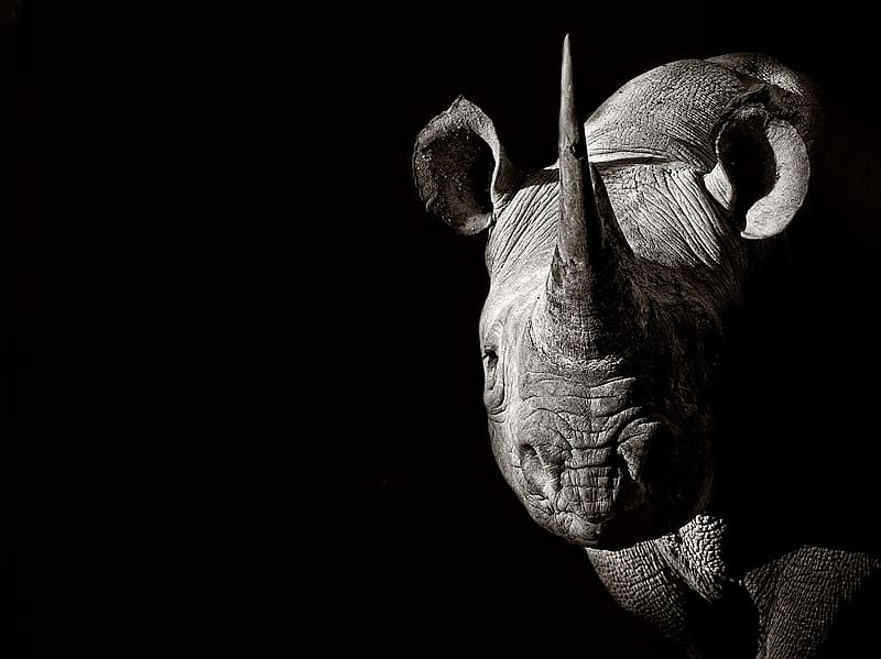 Animal, Rhinoceros, Black & White, Rhino, HD wallpaper