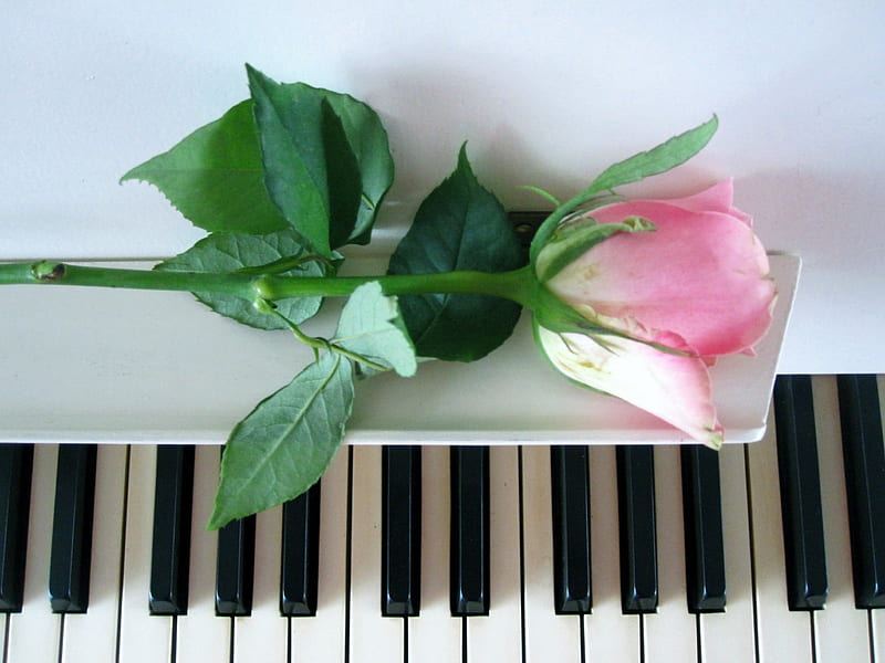 Let's play some music.., rose, music, black, piano, graphy, instrument, green, entertainment, white, pink, HD wallpaper