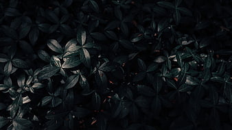Black Green Leaves Black Aesthetic, HD wallpaper