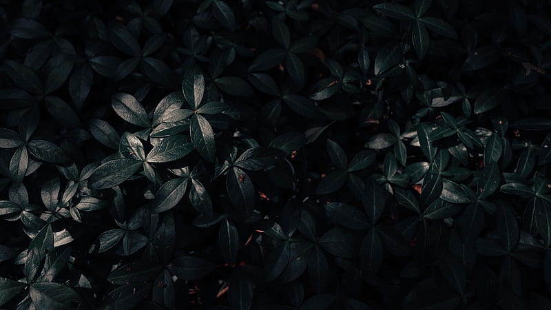 Black Green Leaves Black Aesthetic, HD wallpaper | Peakpx