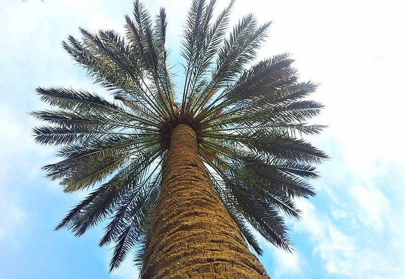 Date palm, tree, fields, sky, HD wallpaper