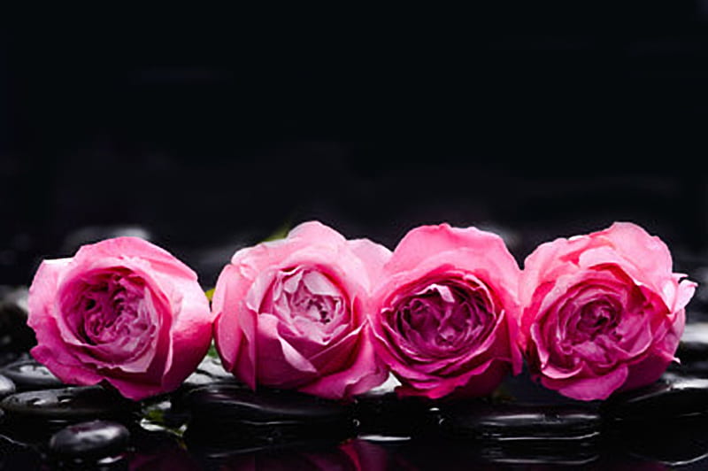 Still Life With Pink Roses Still Life Pink Roses Flowers Hd Wallpaper Peakpx