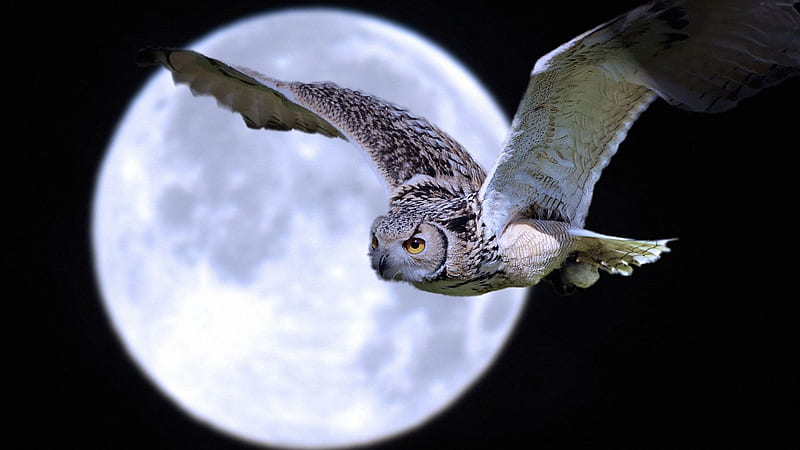 White Black Owl Is Flying Near Moon Owl, HD wallpaper
