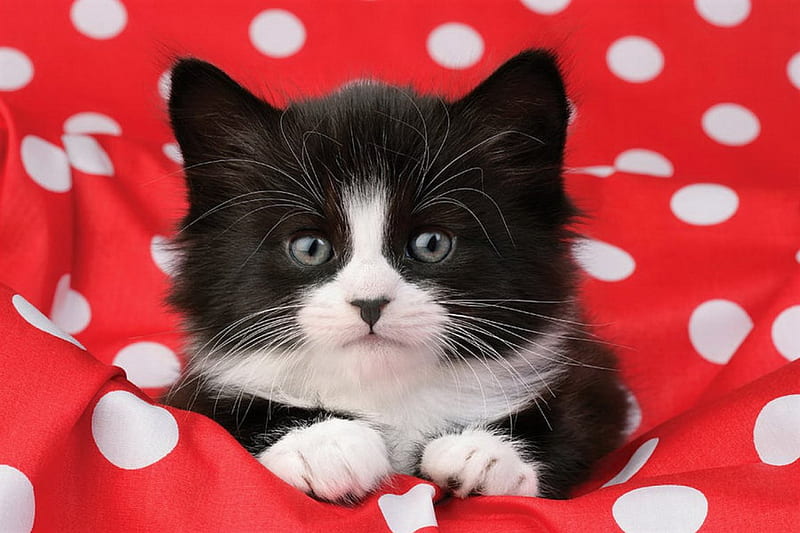 Kitten in polka dots, cute, fluffy, kitty, polka dots, adorable, cat, kitten, sweet, HD wallpaper