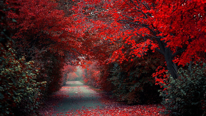 Red Autumn Leafed Trees And Fallen Red Leaves On Road Red, HD wallpaper