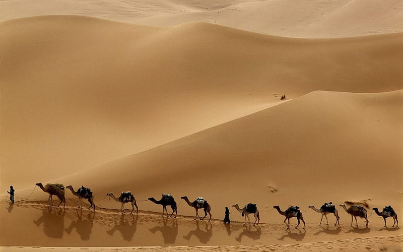 REFLECTION OR SHADOW?, libya, caravans, desert, vast, africa, shadows, camels, horizons, arid, sands, animals, HD wallpaper