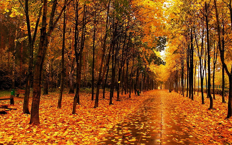 park the avenue trees-Autumn, HD wallpaper