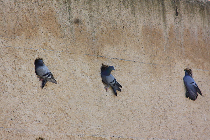 Three Pigeons in a wall, pigeons, three, wall, HD wallpaper