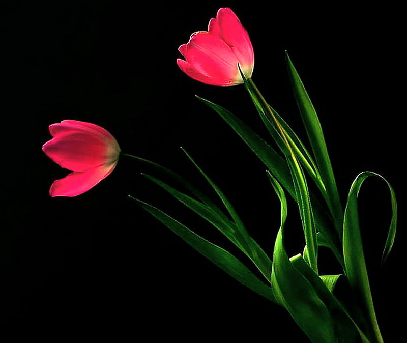 Two , red, green, two, flowers, black, tulips, HD wallpaper