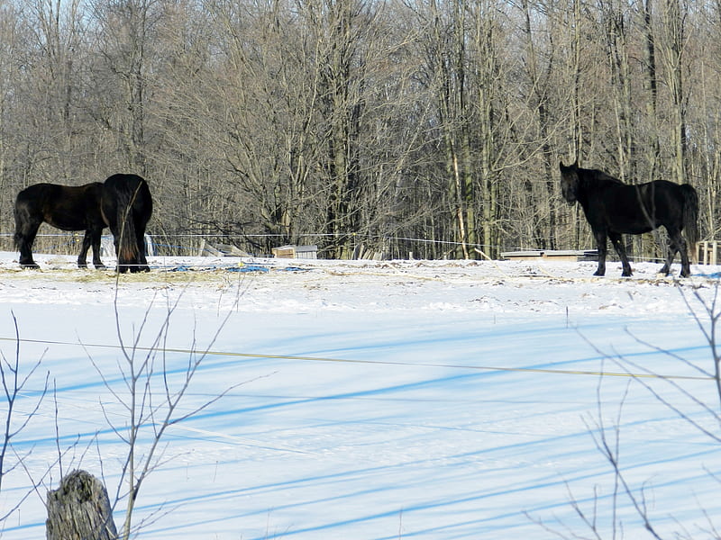 Beautiful Trio, graphy, Snow, Horses, Animals, Winter, HD wallpaper | Peakpx