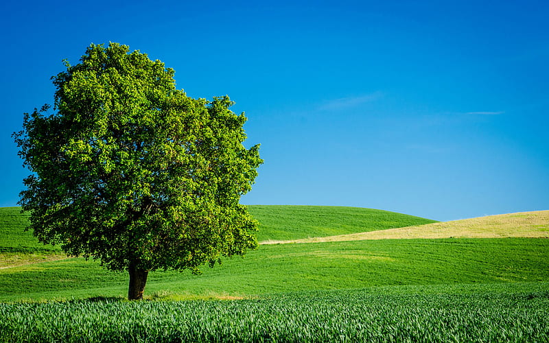 Trees, Tree, Field, Grass, Horizon, Sky, HD wallpaper