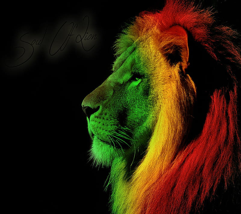 soul of lion, leon, lion, rastafari, reggae, HD wallpaper