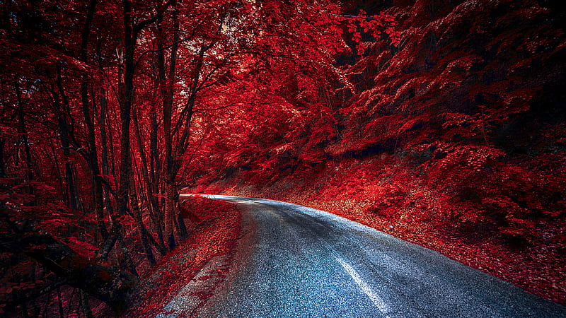 Nature, Road, Forest, Fall, Man Made, HD wallpaper | Peakpx