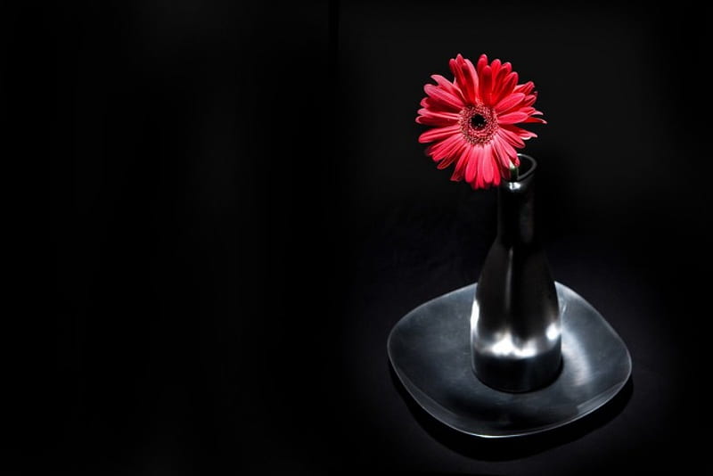 Red One, flower, vase, black, red, HD wallpaper | Peakpx