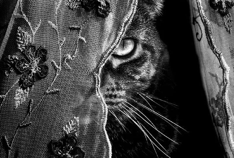 I Can See You, kitty, black and white, black, curtain, adorable, cat, sweet, cute, graphy, bw, eyes, HD wallpaper