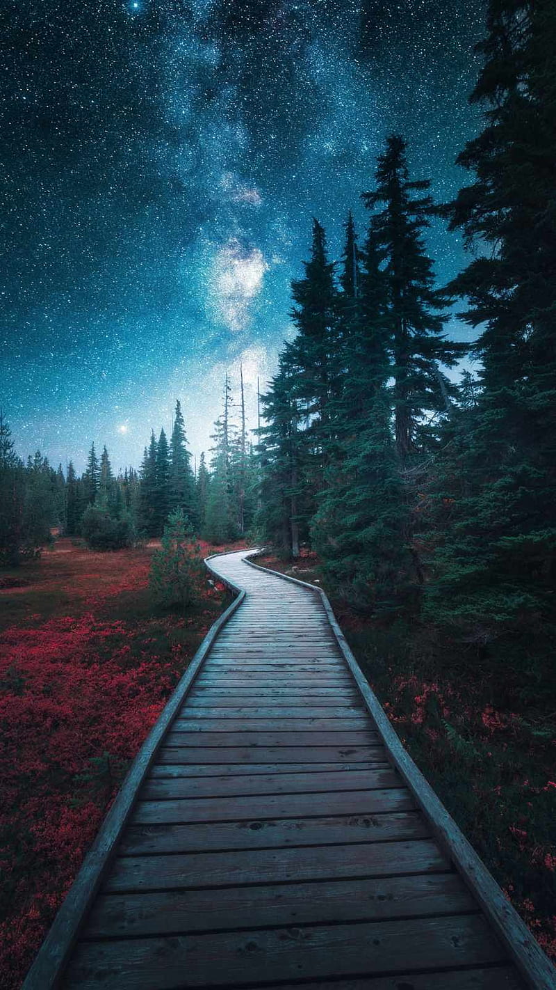 Wood Mountain Nature Blue Night Android Wallpaper  Night Forest Wallpaper  Iphon  Paysage nuit Fond décran forêt Fond ecran