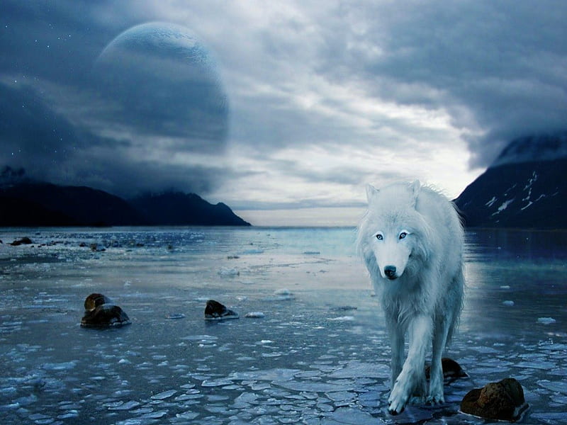 Bitter cold Soul, white, Wolf, cold, Animals, HD wallpaper
