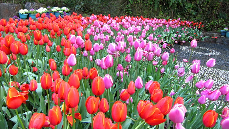 Tulipa, garden, flowers, bonito, HD wallpaper