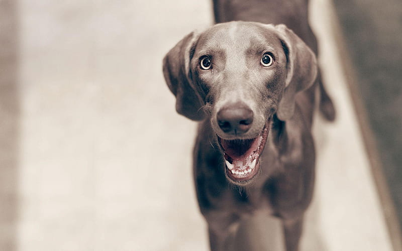 Smile Dog, Smile Animal, HD wallpaper Smile Dog, Smile Animal, HD wallpaper