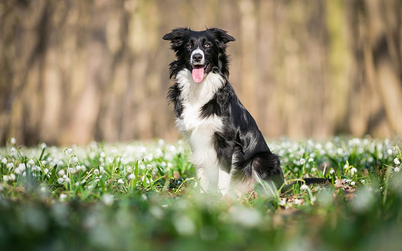 border collie, black and white dog, pets, spring, snowdrops, flower field, dogs, HD wallpaper