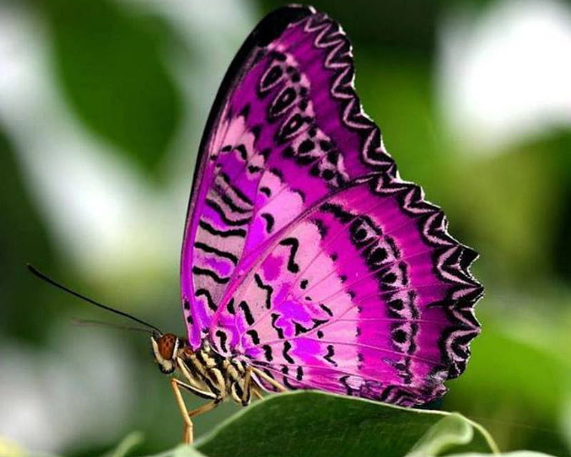 Fuschia Butterfly, butterfly, macro, desenho, fushia, bonito, HD wallpaper