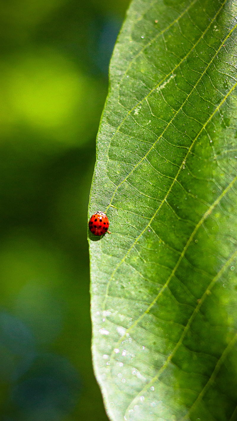 ladybug, leaf, macro, veins, HD phone wallpaper