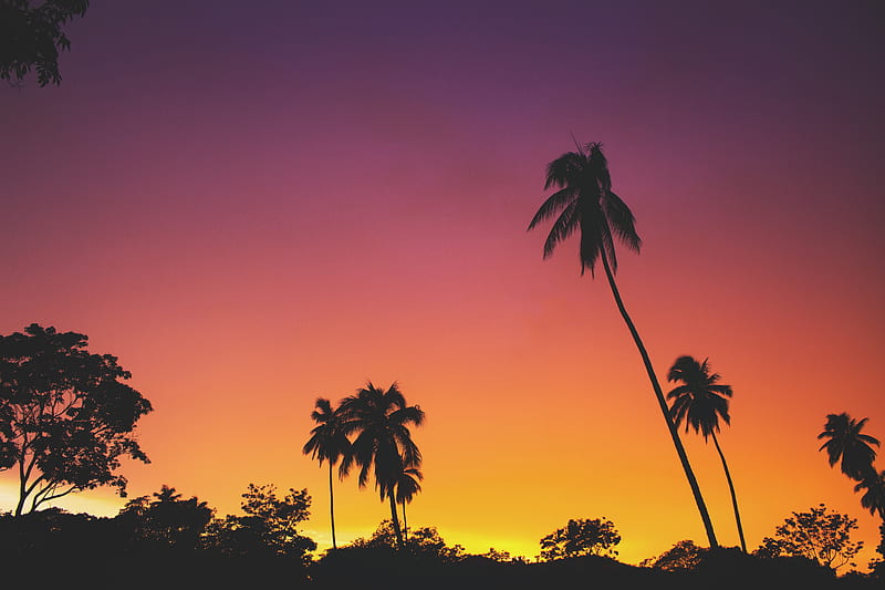 silhouette of coconut palm trees during golden hour, HD wallpaper