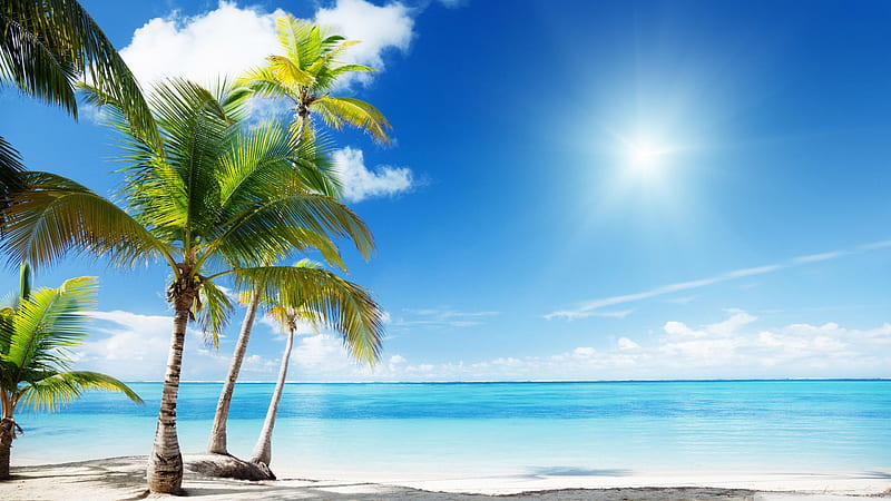 Coconut Trees On White Beach Sand Near Body Of Water During Sunny Time Beach, HD wallpaper