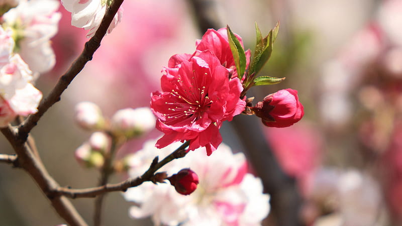Những cánh hoa anh đào đang nở rộ là biểu tượng của mùa xuân tại Nhật Bản. Hãy xem những hình ảnh đầy màu sắc về Sakura Blossom để cảm nhận nét đẹp của sự trỗi dậy của thiên nhiên trong mùa xuân.