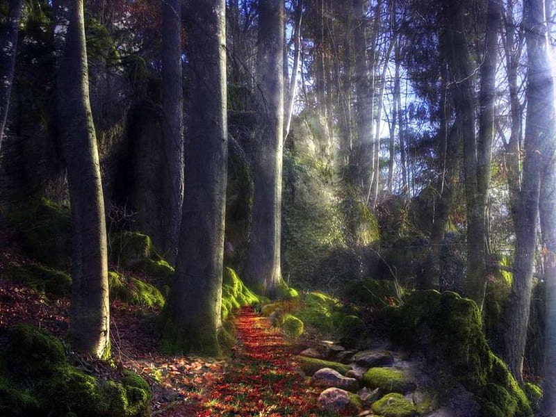 Morning path, forest, rays, sunlight, path, trees, HD wallpaper | Peakpx