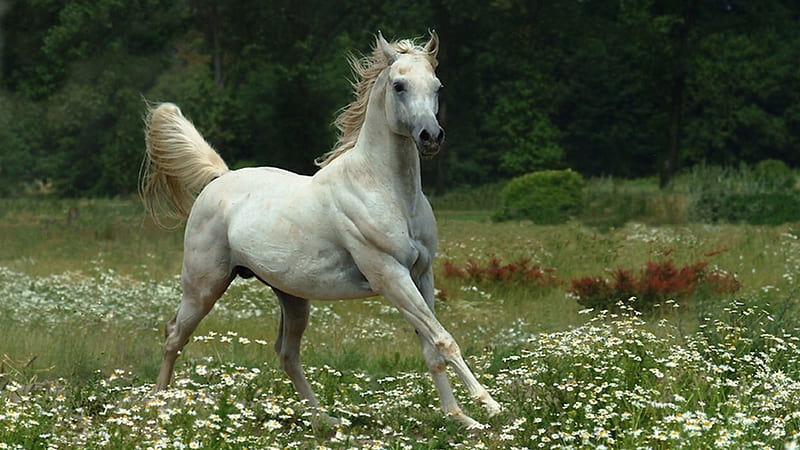 Mare in a Meadow, colt, horse, stallion, filly, pony, flowers, wild horse, nature, mare, white horse, HD wallpaper
