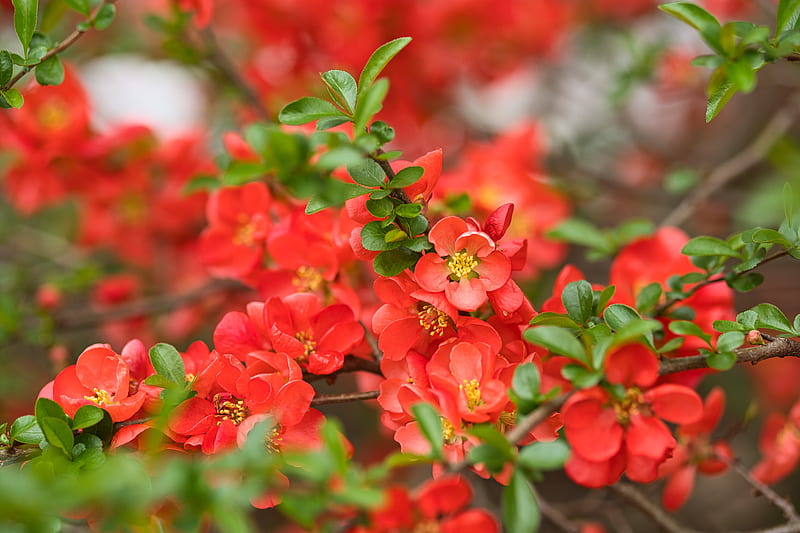 quince, flowers, petals, red, HD wallpaper