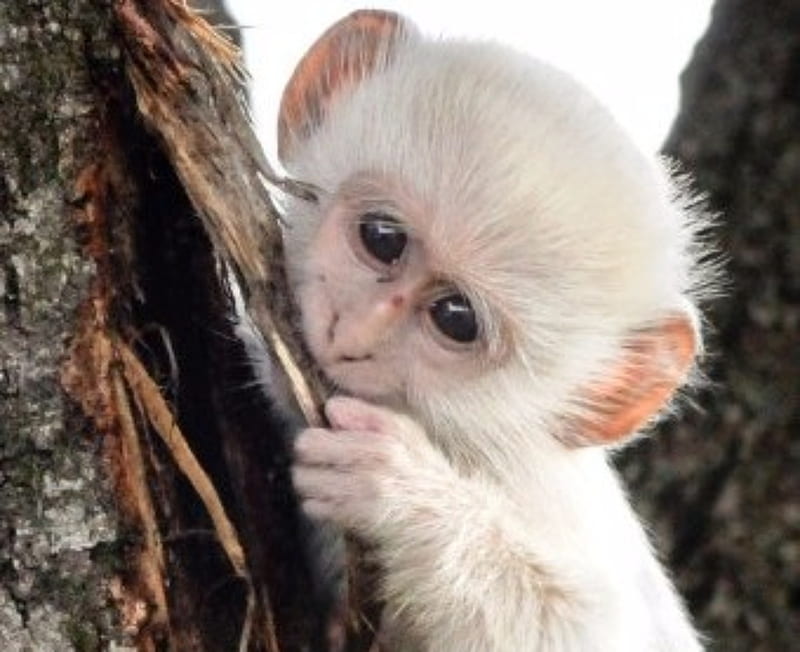 Mono primates, blanco, grande, animales, ojos, Fondo de HD | Peakpx